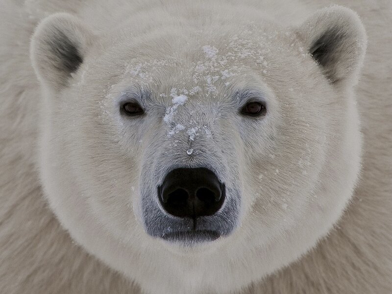Close-up of a polar bear