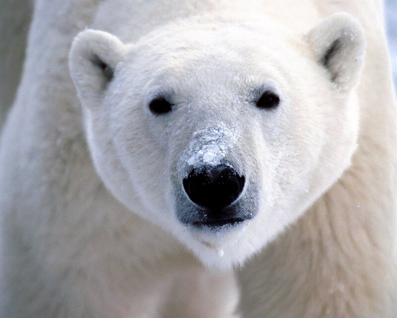 Close-up of a polar bear