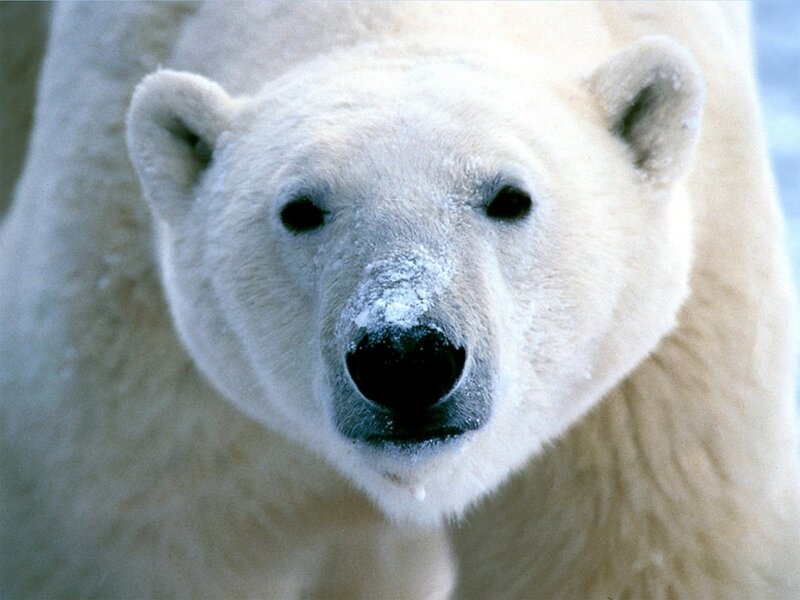 Close-up of a polar bear