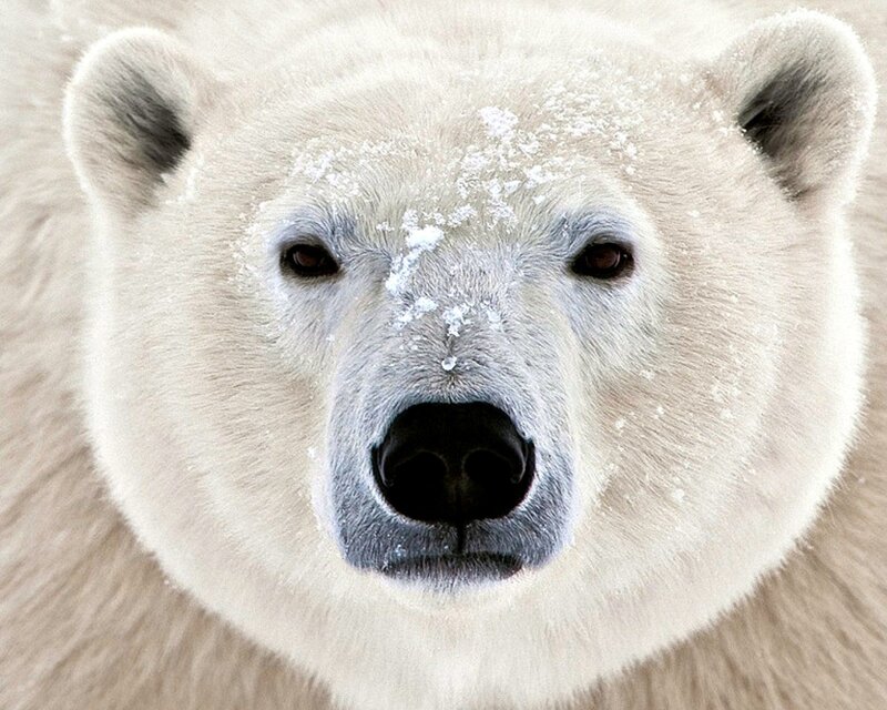 Close-up of a polar bear