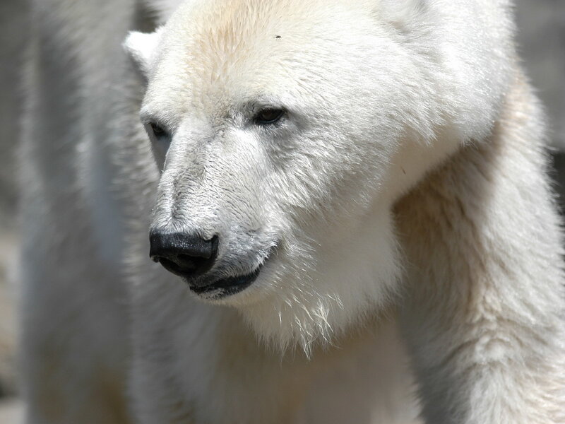 Close-up of a polar bear