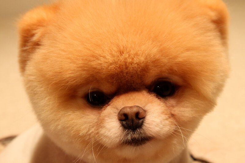 close-up of a pomeranian dog