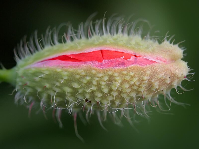 close-up of a poppy bud