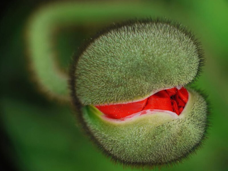 close-up of a poppy bud