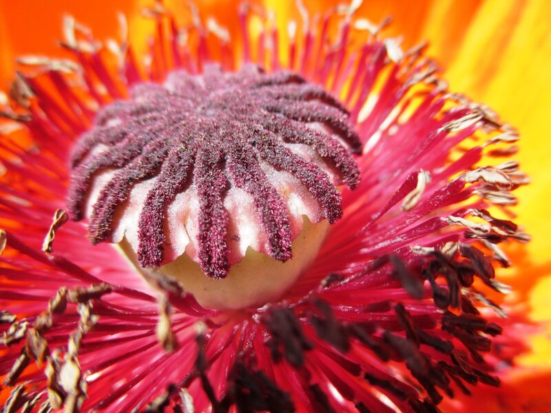Close-up of a poppy flower