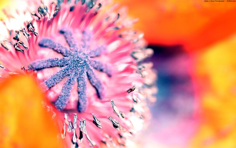 close-up of a poppy flower