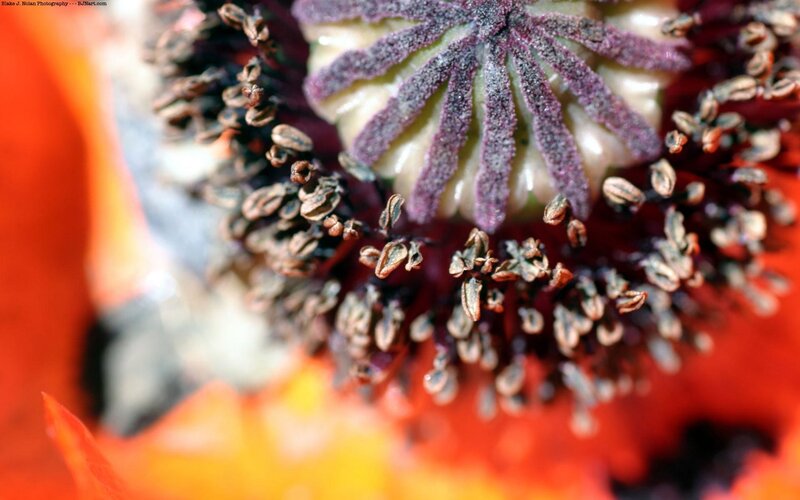 Close-up of a poppy flower