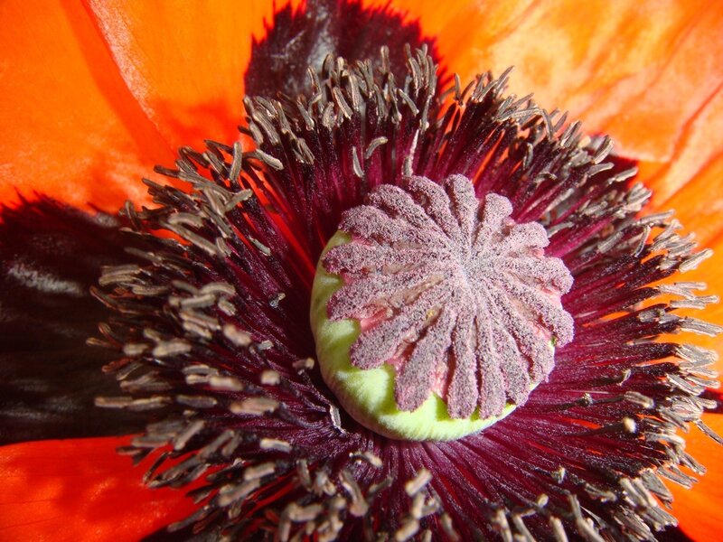 Close-up of a poppy flower
