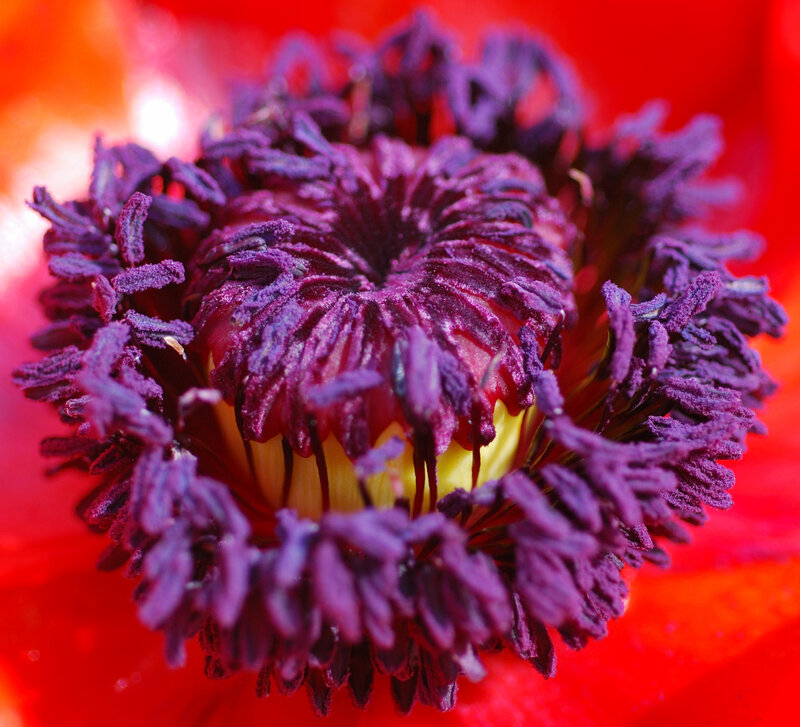close-up of a poppy flower