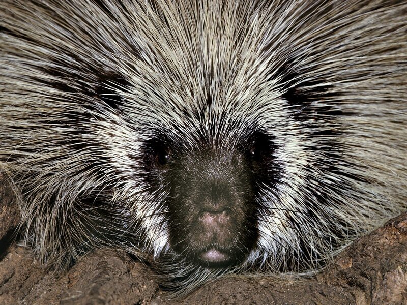close-up of a porcupine