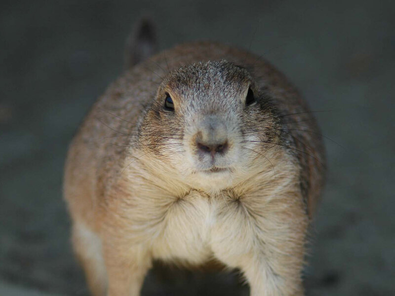 close-up of a prairie dog
