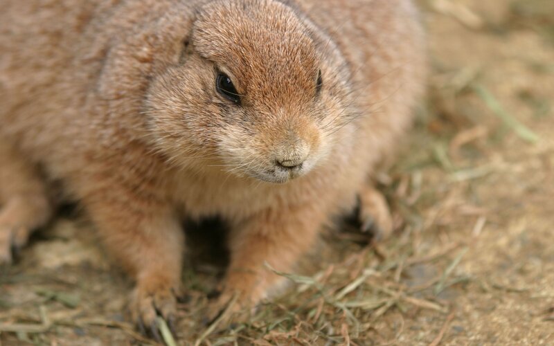 close-up of a prairie dog