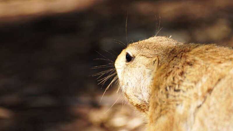 close-up of a prairie dog