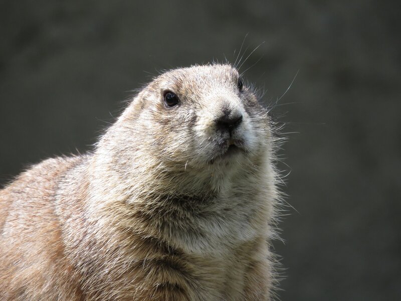 close-up of a prairie dog