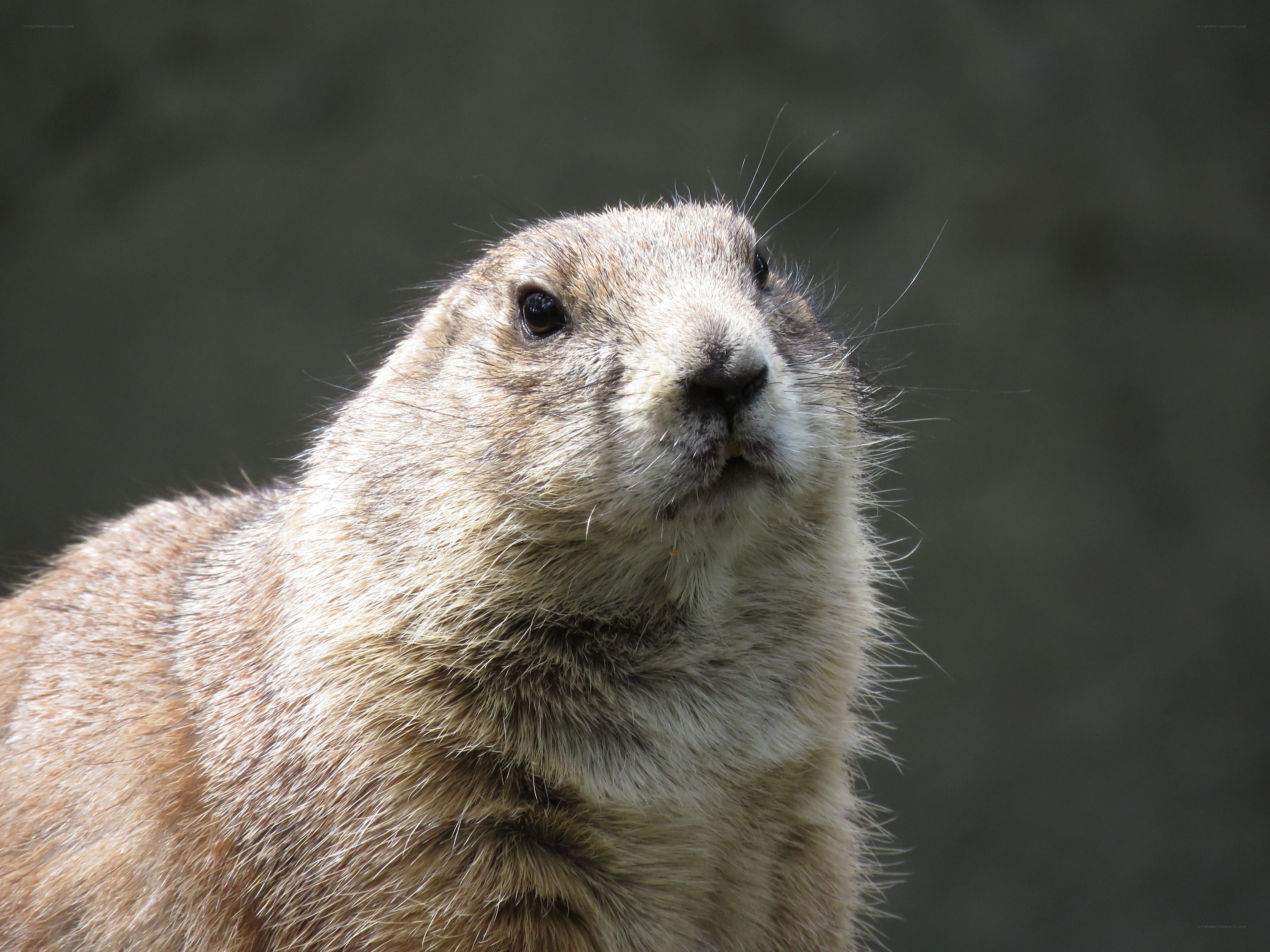 close-up of a prairie dog