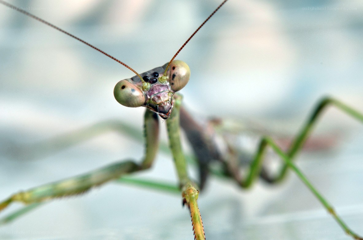 close-up of a praying mantis