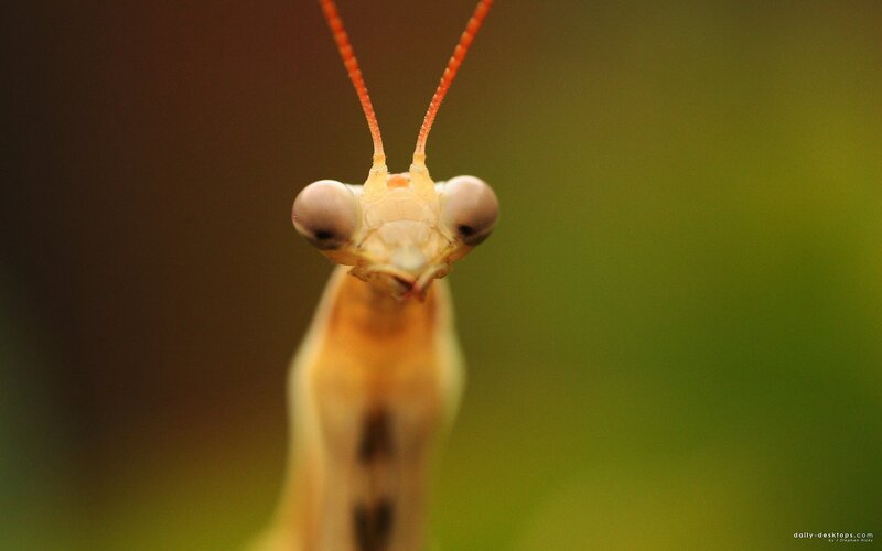 close-up of a praying mantis