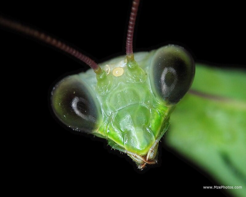 close-up of a praying mantis