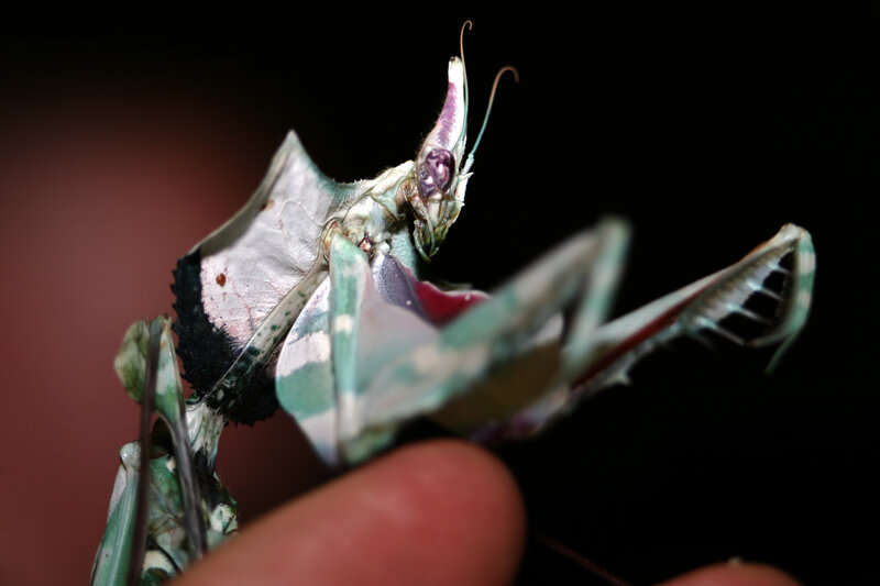 close-up of a praying mantis