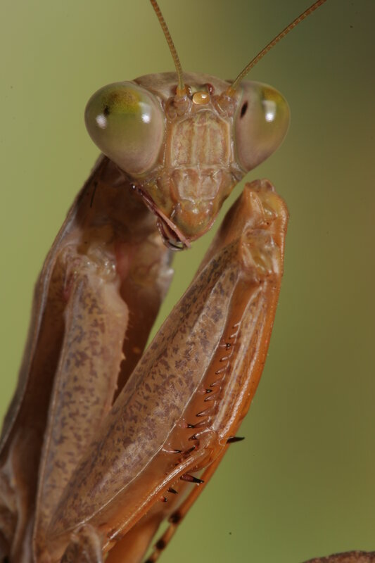Close-up of a praying mantis
