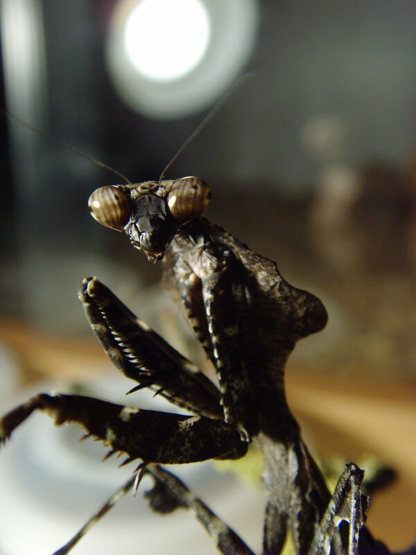 close-up of a praying mantis
