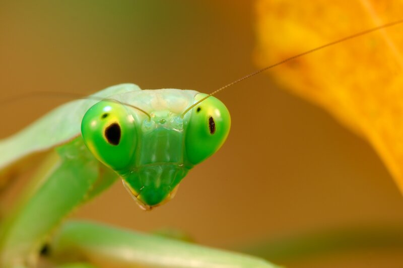 Close-up of a praying mantis