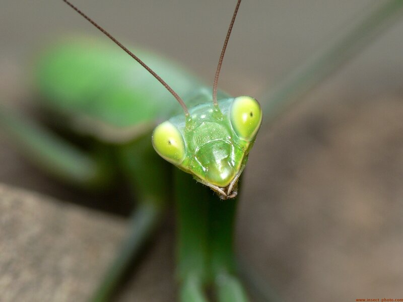 Close-up of a praying mantis