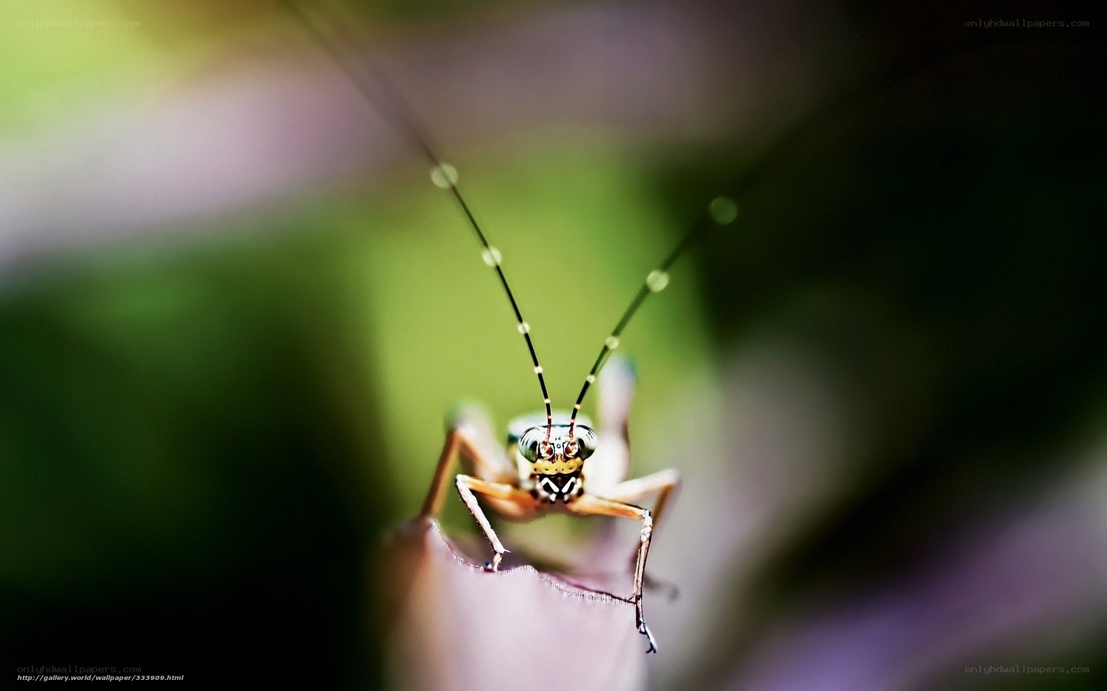 Close-up of a praying mantis