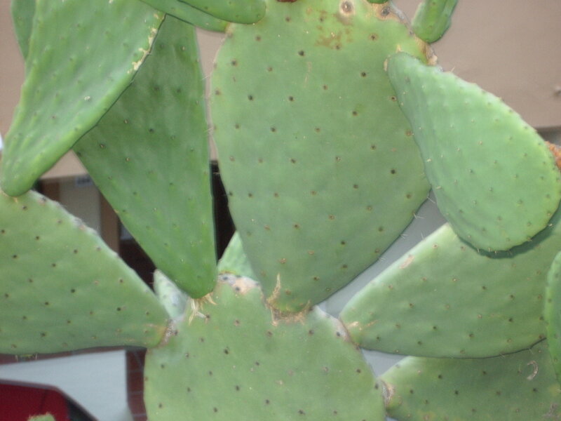 close-up of a prickly pear cactus