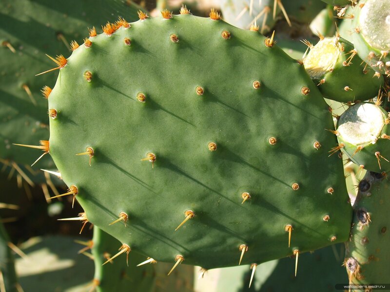 Close-up of a prickly pear cactus