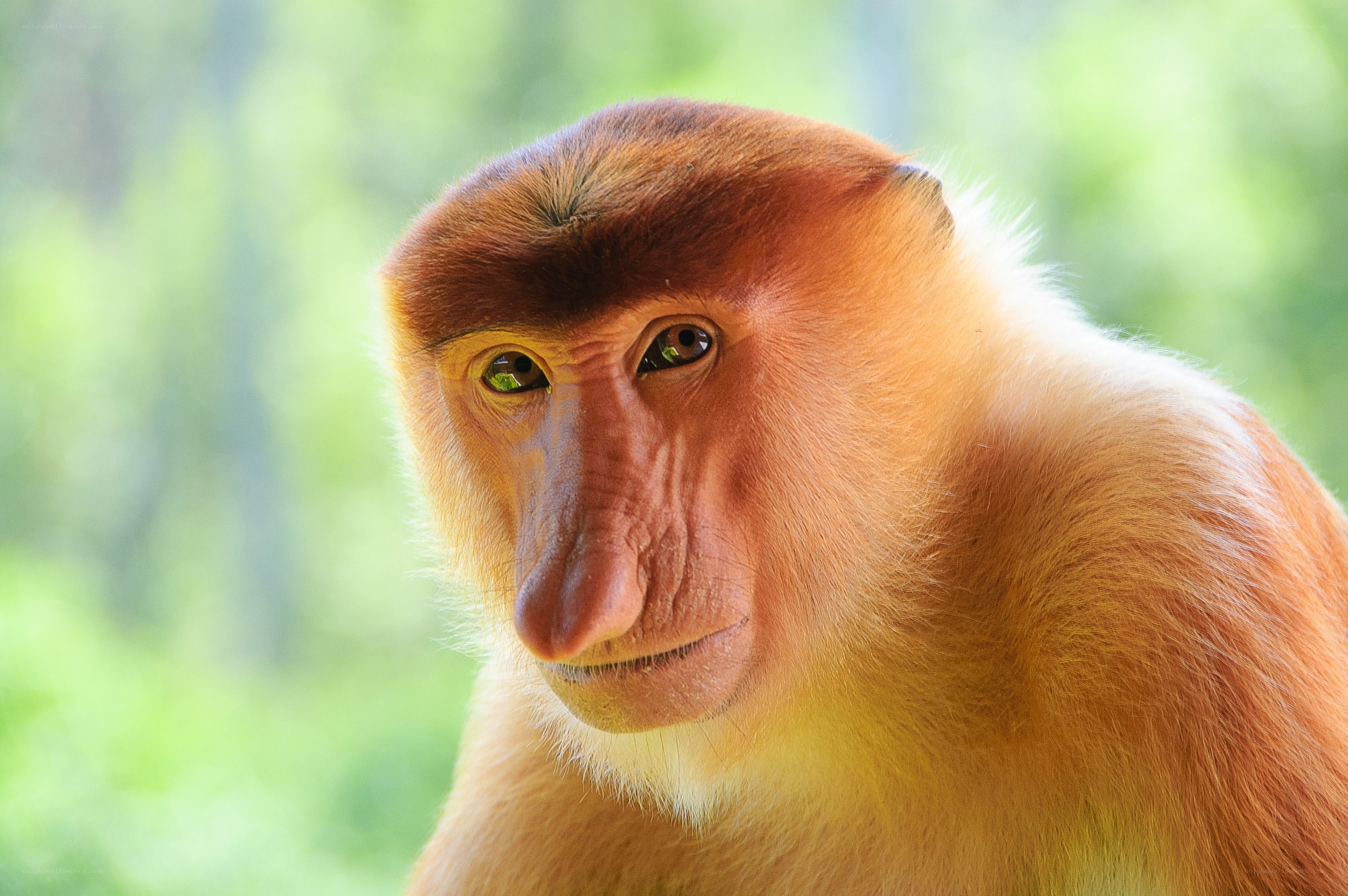 close-up of a proboscis monkey