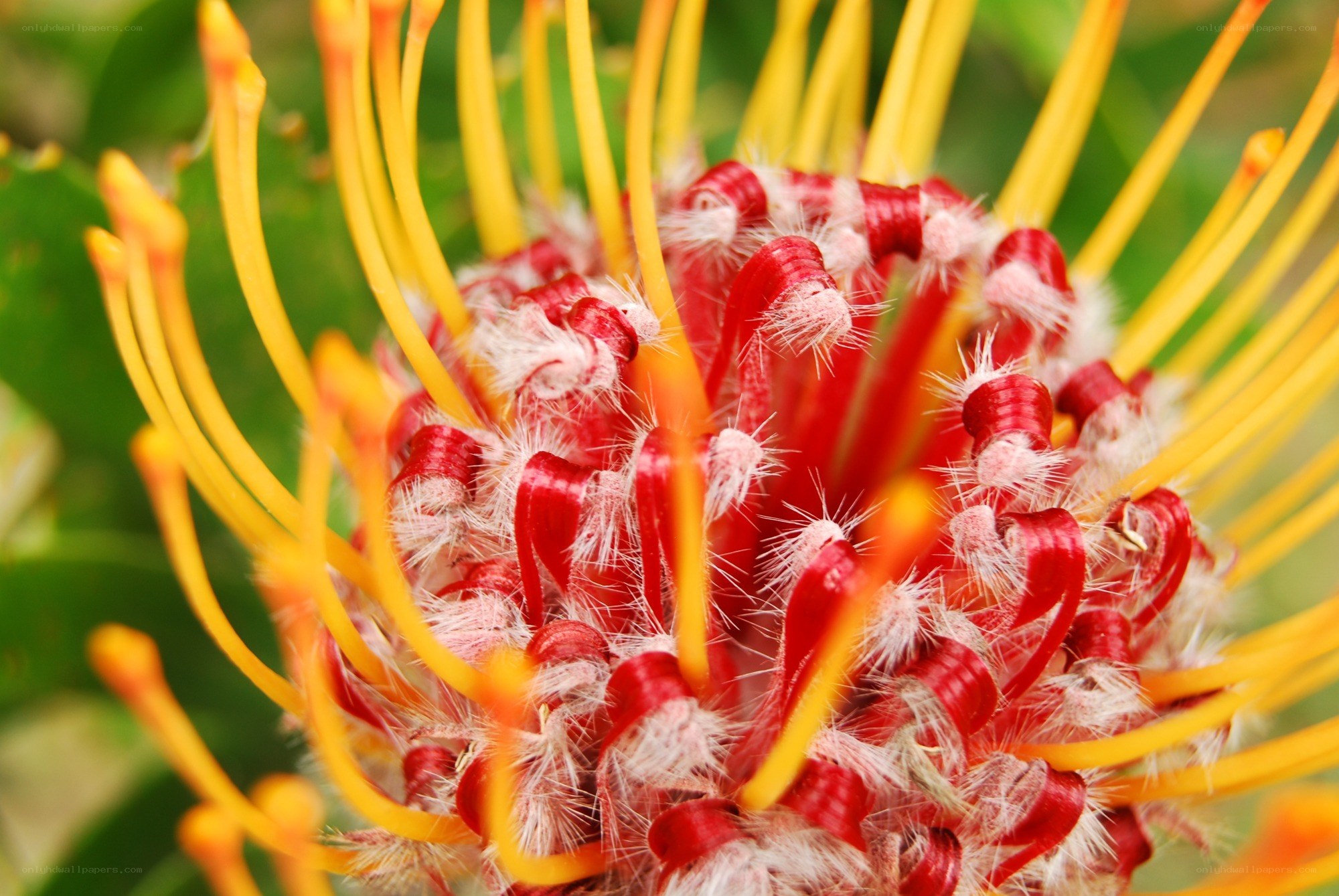 Close-up of a protea flower