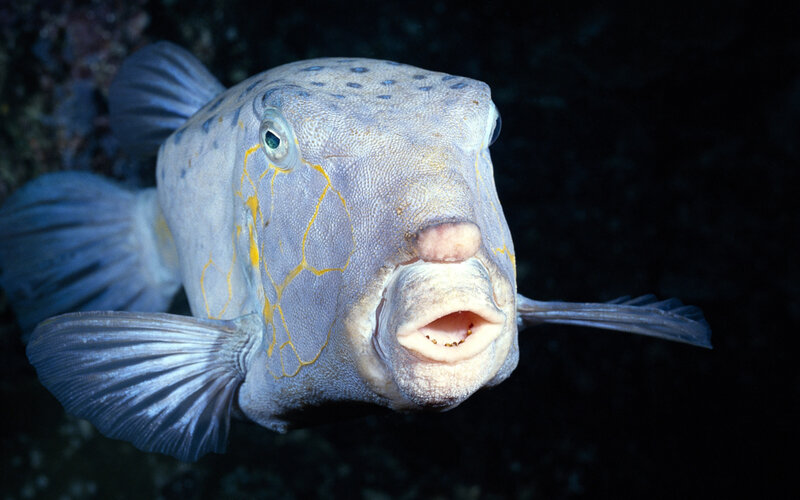 close-up of a puffer fish