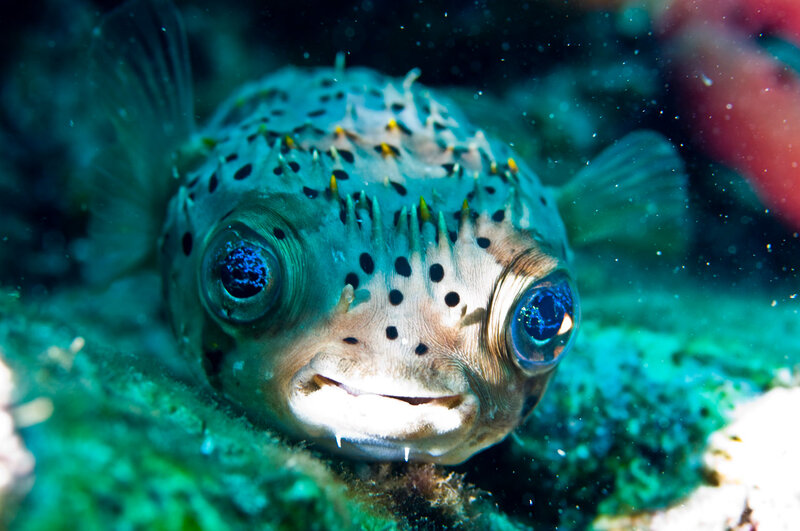 close-up of a puffer fish