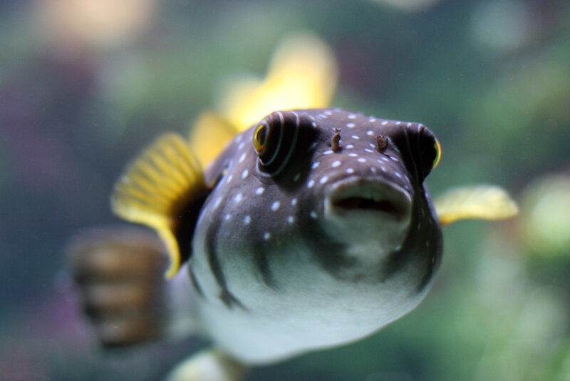 close-up of a puffer fish