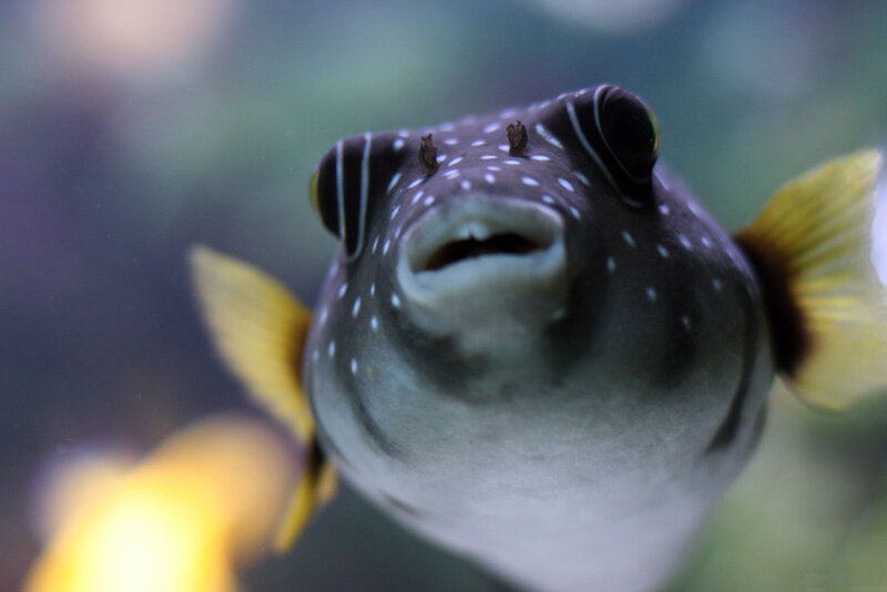 close-up of a puffer fish