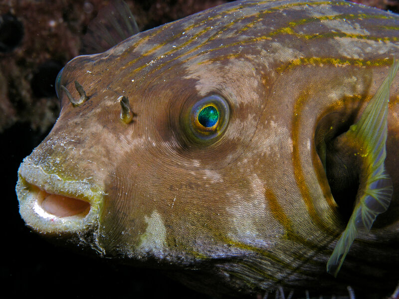 close-up of a puffer fish