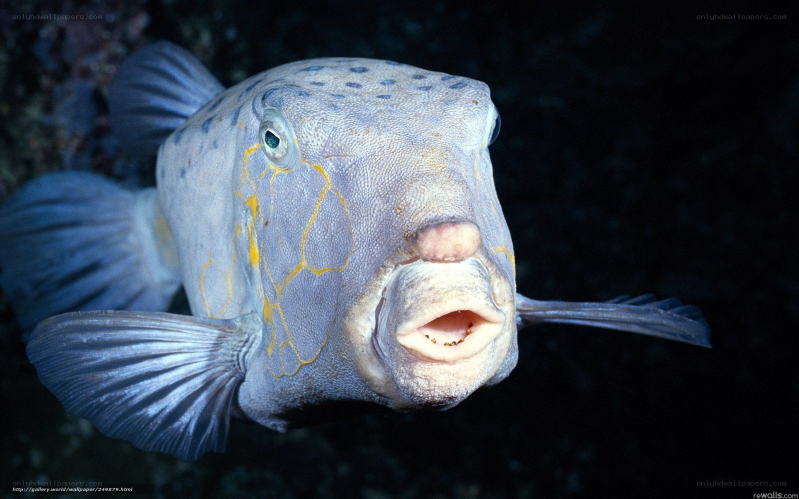 close-up of a puffer fish