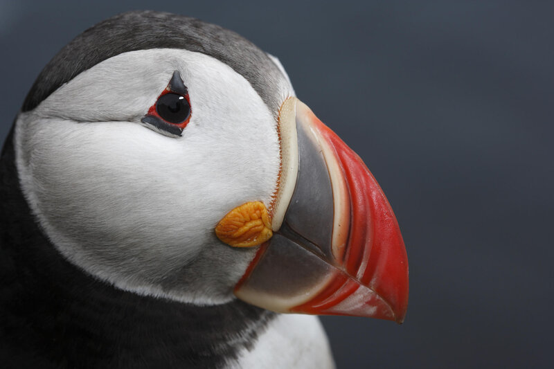 Close-up of a puffin