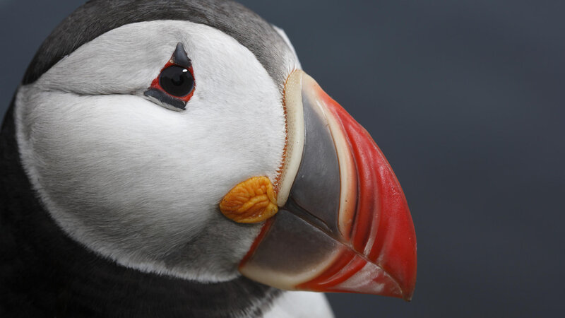 Close-up of a puffin's face