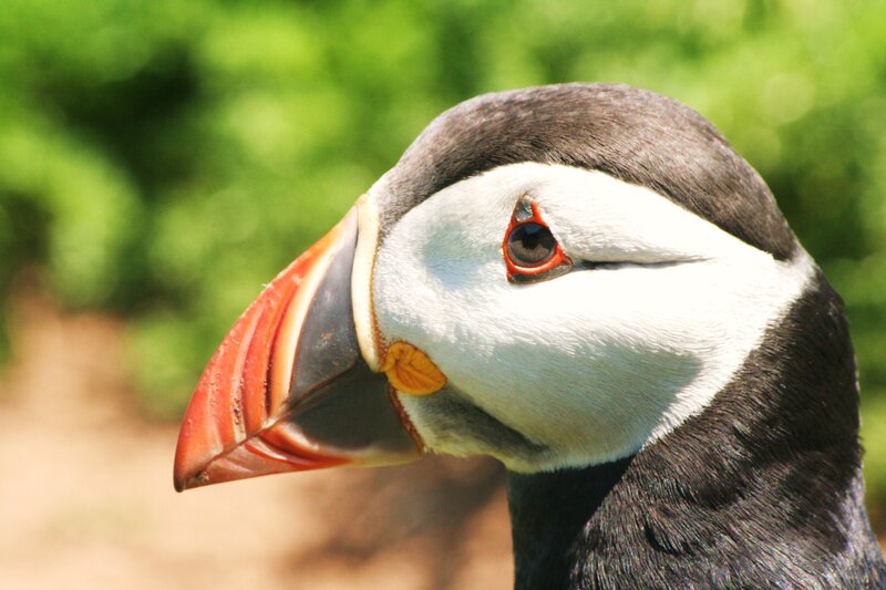 Close-up of a puffin