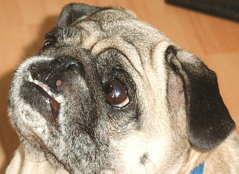 close-up of a pug dog