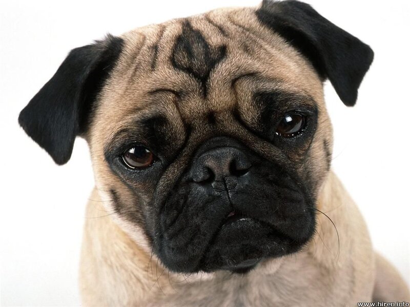 close-up of a pug dog