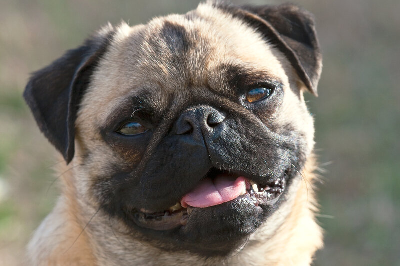 close-up of a pug dog
