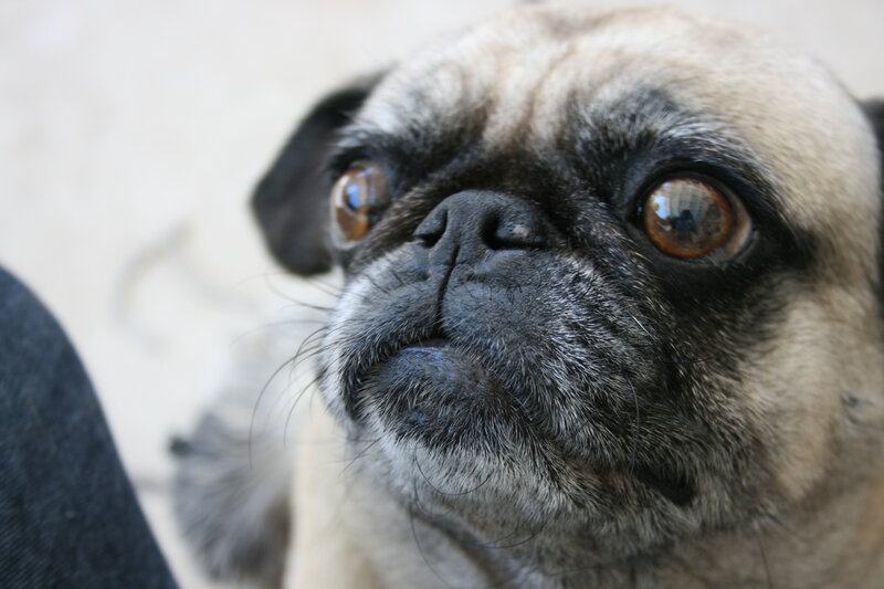 close-up of a pug dog