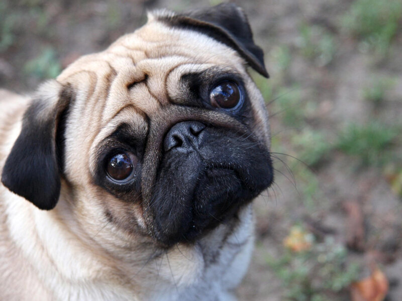 close-up of a pug dog