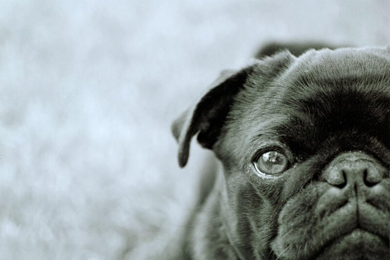 close-up of a pug dog
