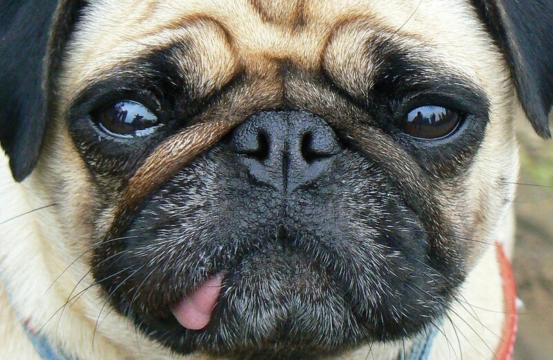 close-up of a pug dog