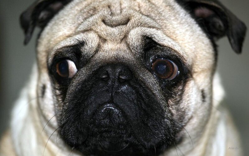 close-up of a pug dog