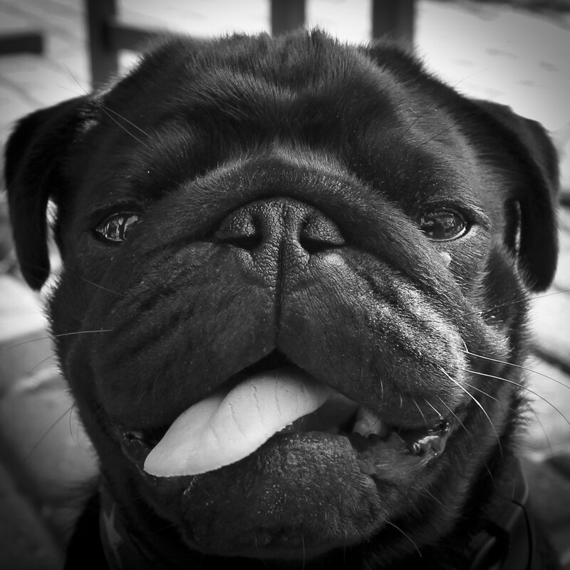 close-up of a pug dog